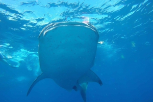 From Cancún: Half-Day Snorkeling with Whale Sharks