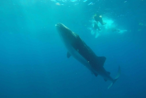 From Cancún: Half-Day Snorkeling with Whale Sharks