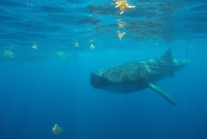 From Cancún: Half-Day Snorkeling with Whale Sharks