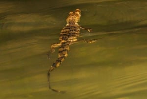 Desde Cancún: Aventura en la Caverna de la Serpiente de Kantemó