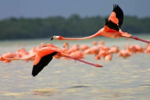 Desde Cancún/Tulum/Riviera: Excursión a Las Coloradas y Río Lagartos