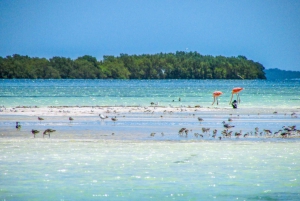 From Cancún/Playa del Carmen: Holbox Island Tour