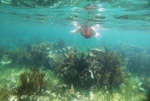 Desde Cancún: Aventura de snorkel en Puerto Morelos con aperitivos