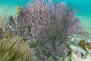 Desde Cancún: Aventura de snorkel en Puerto Morelos con aperitivos