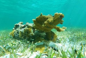 Desde Cancún: Aventura de snorkel en Puerto Morelos con aperitivos