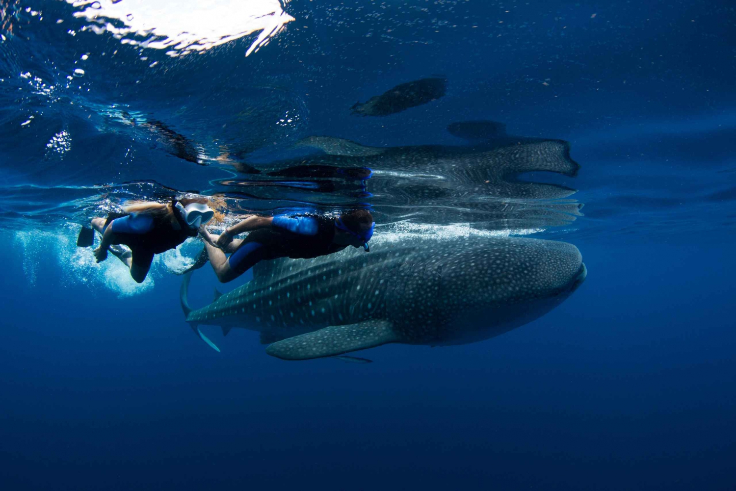 From Cancun/Riviera Maya: Guided Whale Shark Snorkeling Tour