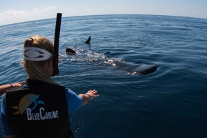 From Cancun/Riviera Maya: Guided Whale Shark Snorkeling Tour