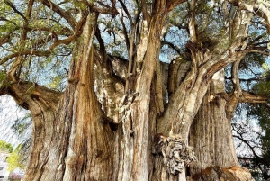 FROM CDMX: Puebla and Oaxaca 5 DAYS