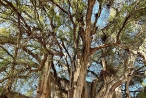 FROM CDMX: Puebla - Oaxaca - Chiapas - Palenque - Tabasco 7 DAYS