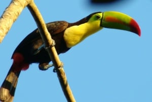 From Chetumal, Bacalar or Xpujil: Group Tour Calakmul