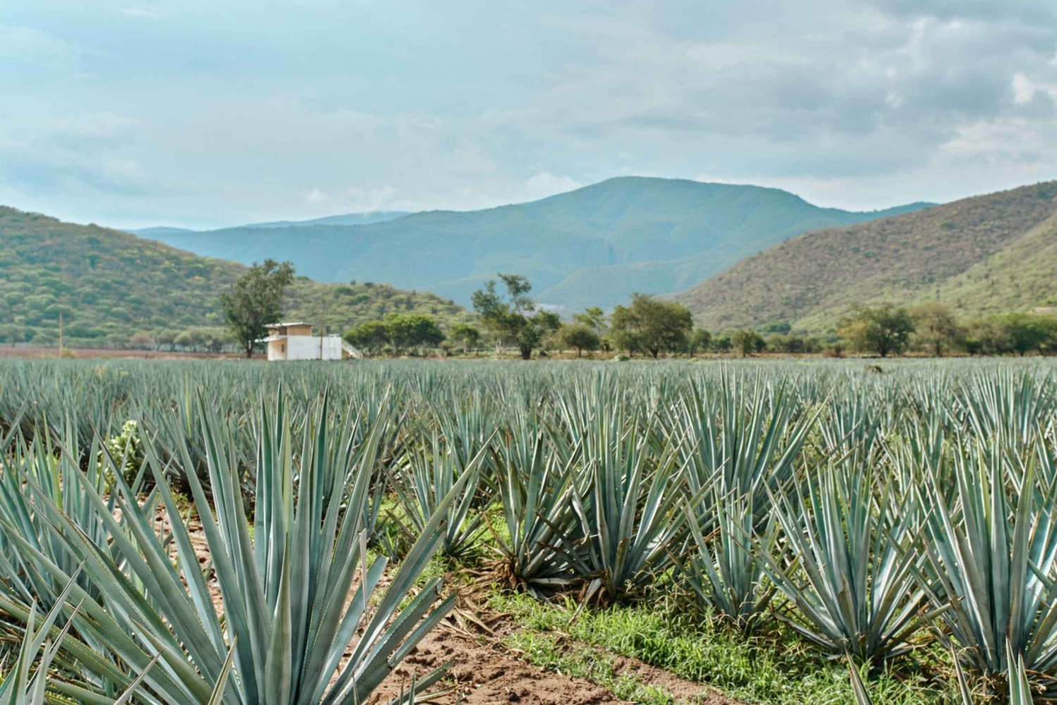 From Guadalajara: Tequila and Distillery Tour with Tastings