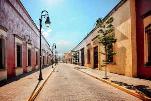 From Guadalajara: Tequila and Distillery Tour with Tastings