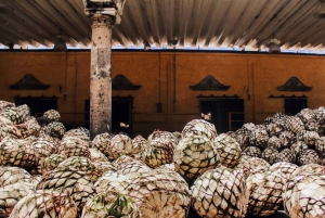 From Guadalajara: Tequila and Distillery Tour with Tastings