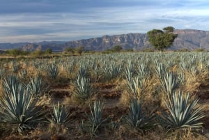 From Guadalajara: Tequila Day Trip with Jose Cuervo Option