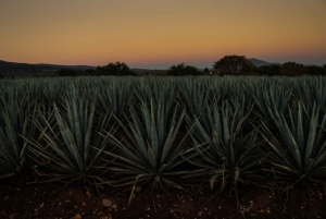 From Guadalajara: Town of Tequila & Jose Cuervo Factory Tour