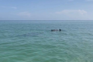 From Holbox: 3-Islands Wildlife and Swimming Boat tour