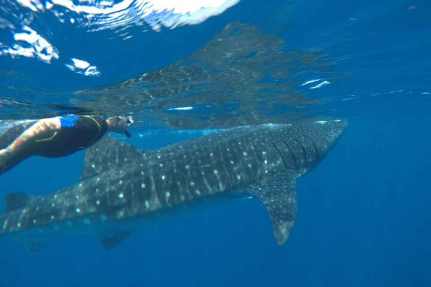 From Holbox Island: Whale Shark Tour