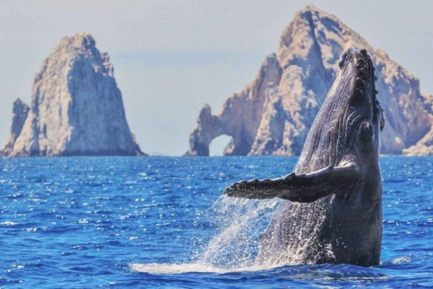 From La Paz: Puerto Chale Gray Whale Watching Tour