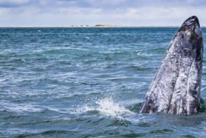 From La Paz: Puerto Chale Gray Whale Watching Tour