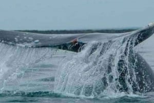 From La Paz: Puerto Chale Gray Whale Watching Tour