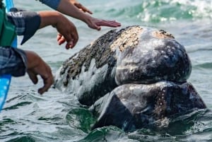 From La Paz: Puerto Chale Gray Whale Watching Tour