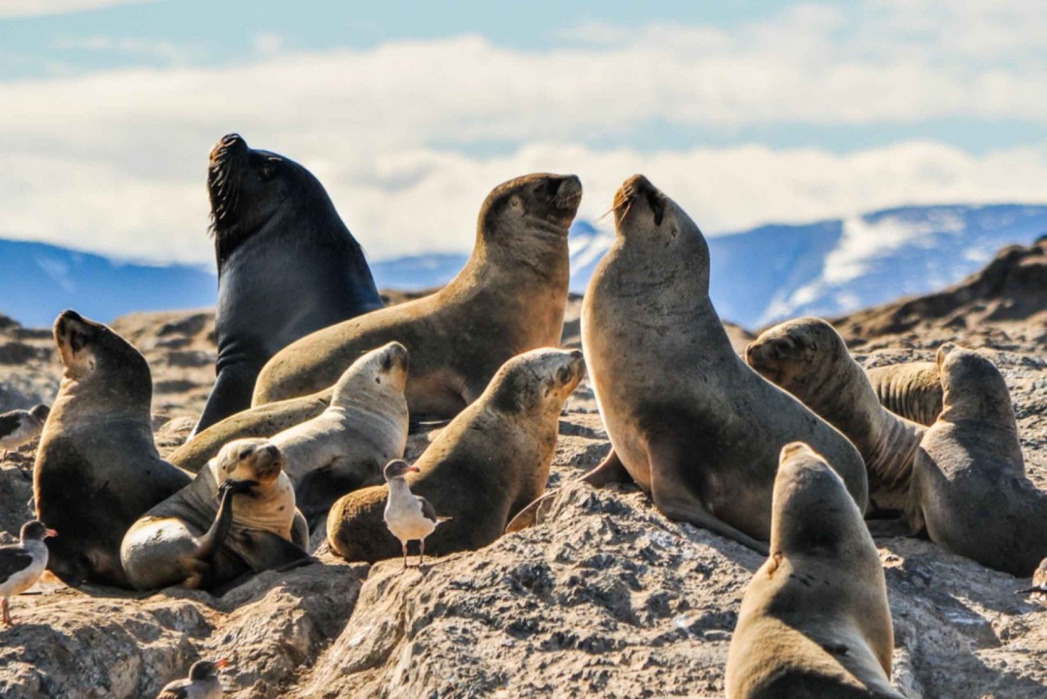 Desde La Paz: Nado con Leones Marinos y Excursión en Barco por el Espíritu  Santo in Mexico