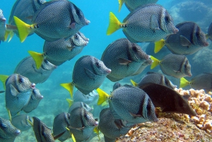 From La Paz: Swim with Sea Lions & Espíritu Santo Boat Tour