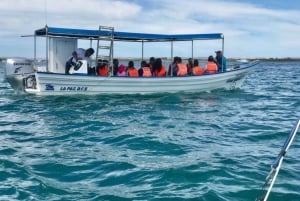 Desde La Paz: Nado con Leones Marinos y Excursión en Barco por el Espíritu Santo