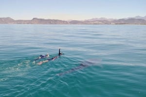 Desde La Paz: Nado con Leones Marinos y Excursión en Barco por el Espíritu Santo