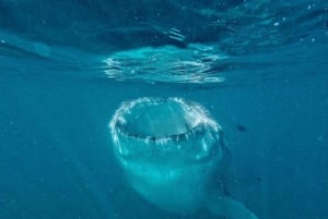 Desde La Paz: Nado con Leones Marinos y Excursión en Barco por el Espíritu Santo