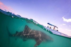 Desde La Paz: Nado con Leones Marinos y Excursión en Barco por el Espíritu Santo