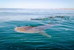 Desde La Paz: Nado con Leones Marinos y Excursión en Barco por el Espíritu Santo