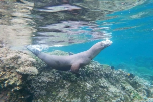 Desde La Paz: Nado con Leones Marinos y Excursión en Barco por el Espíritu Santo