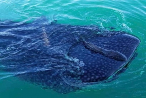 Desde La Paz: Nado con Leones Marinos y Excursión en Barco por el Espíritu Santo