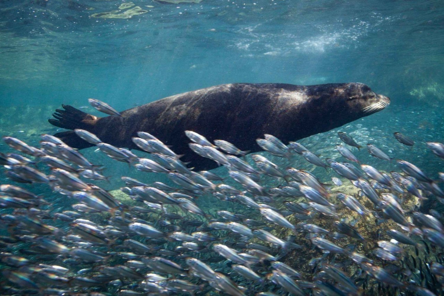 Desde La Paz: Excursión al Tiburón Ballena y Leones Marinos