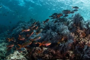 Desde La Paz: Excursión al Tiburón Ballena y Leones Marinos