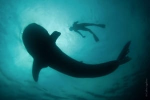 Desde La Paz: Excursión al Tiburón Ballena y Leones Marinos