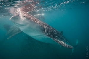 Desde La Paz: Excursión al Tiburón Ballena y Leones Marinos