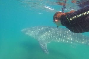 Desde La Paz: Excursión al Tiburón Ballena y Leones Marinos