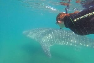 La Paz: Excursión a la Aventura del Tiburón Ballena con Biólogos Marinos