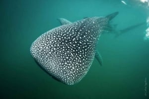 La Paz: Excursión a la Aventura del Tiburón Ballena con Biólogos Marinos