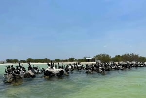 Desde Mérida: Excursión de Observación de Flamencos en Celestún con Comida