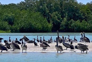 Desde Mérida: Isla Columpios y Progreso