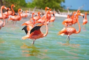 Desde Mérida: Las Coloradas, Río Lagartos y Excursión a la Playa