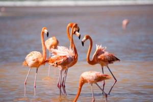 Desde Mérida: Las Coloradas, Río Lagartos y Excursión a la Playa