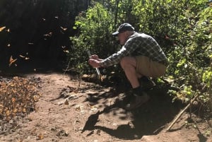 From Mexico City: 7-Day Monarch Butterfly Tour