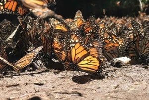 From Mexico City: 7-Day Monarch Butterfly Tour