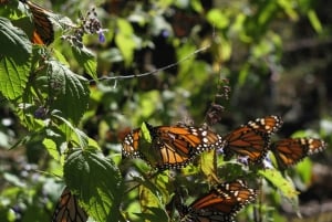 From Mexico City: 7-Day Monarch Butterfly Tour