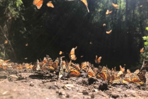 From Mexico City: 7-Day Monarch Butterfly Tour