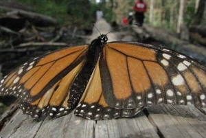 From Mexico City: 7-Day Monarch Butterfly Tour